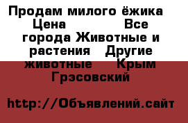 Продам милого ёжика › Цена ­ 10 000 - Все города Животные и растения » Другие животные   . Крым,Грэсовский